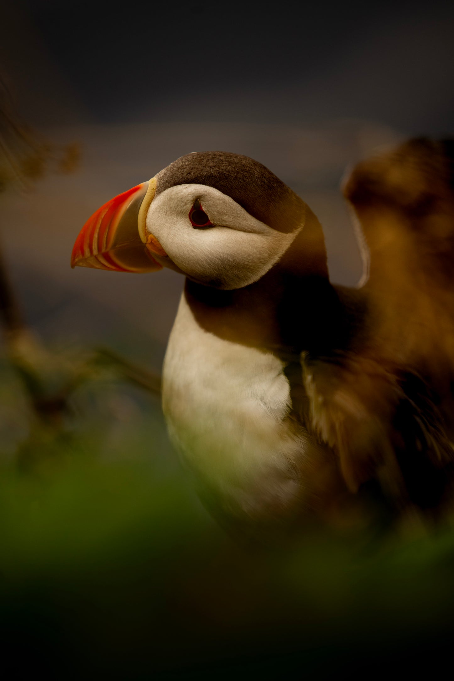 Puffin, Iceland